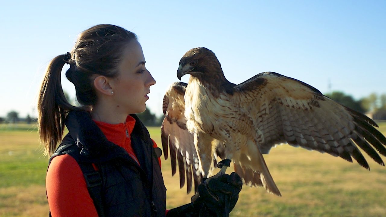 Training a RED TAIL HAWK - TEXAS HAWKING!