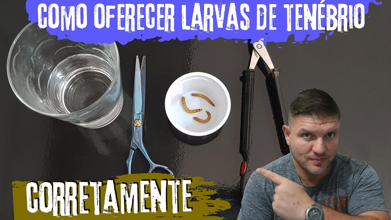 Como fornecer larvas de Tenébrio molitor para filhotes de pássaros tratados manualmente
