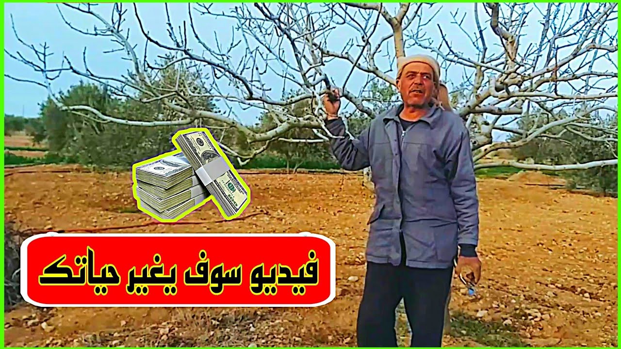 نسبة أرباح أشجار الفستق الحلبي Pistachio profit percentage