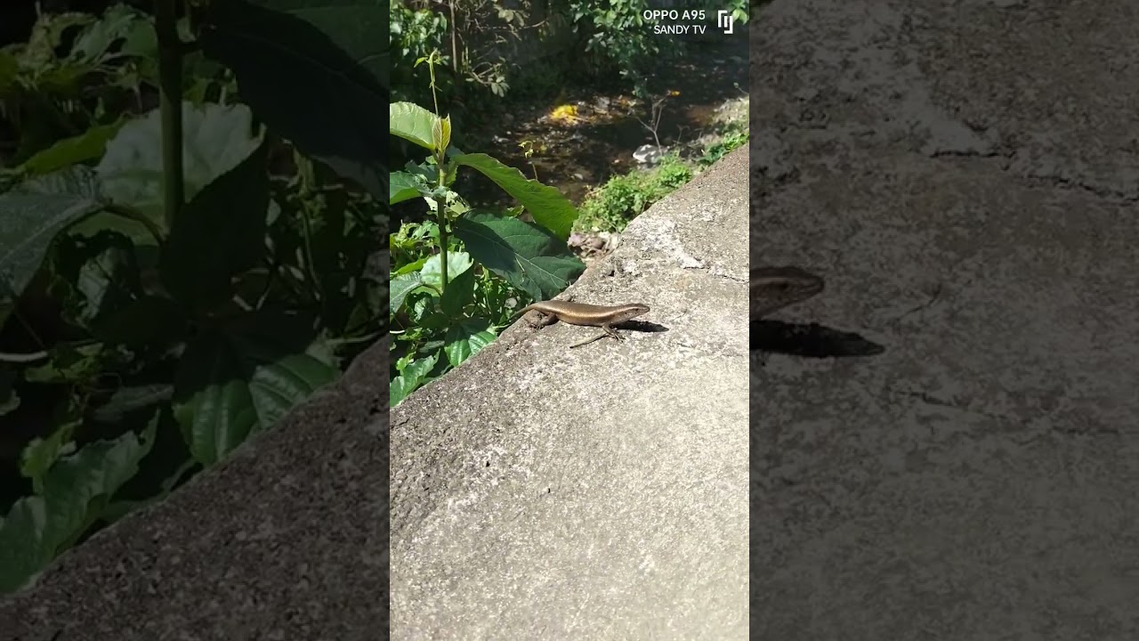 Philippines Lizard World
