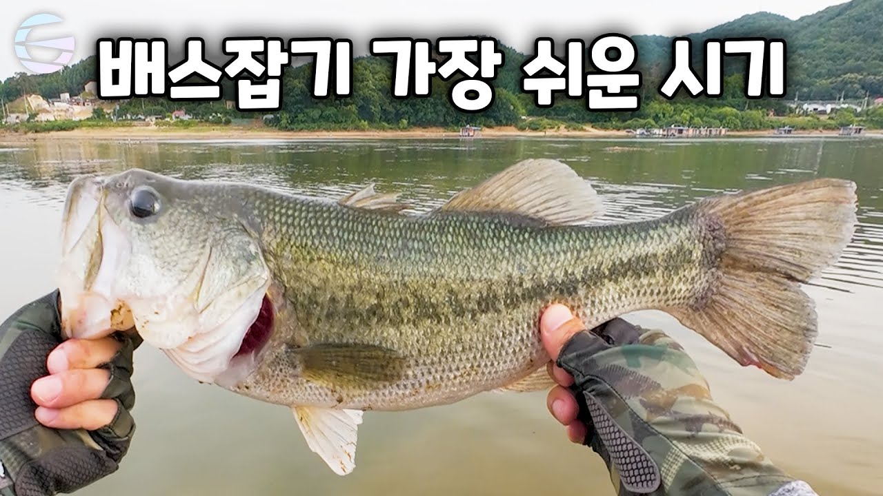 마릿수+덩어리 탑워터 버징 배스낚시 (송전지 고삼지)