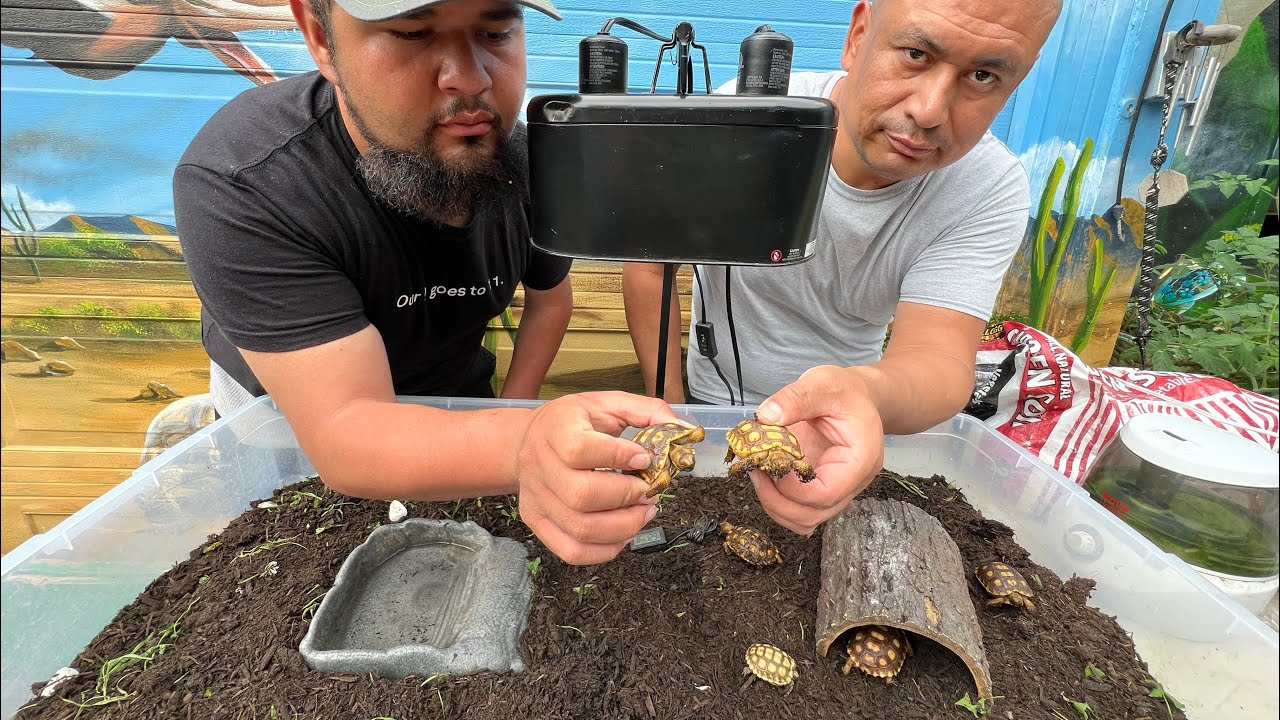 How to Build a Fantastic Desert Tortoise Habitat for $100! 🐢