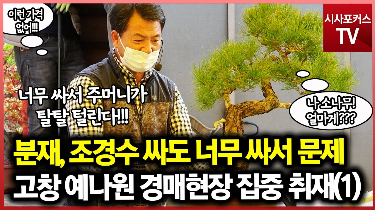 분재, 조경수 싸도 너무 싸서 문제! 고창 예나원 경매현장 집중 취재(1)