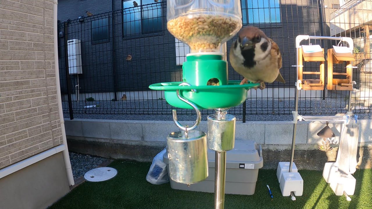 2026/02/04 Sparrow's breakfast