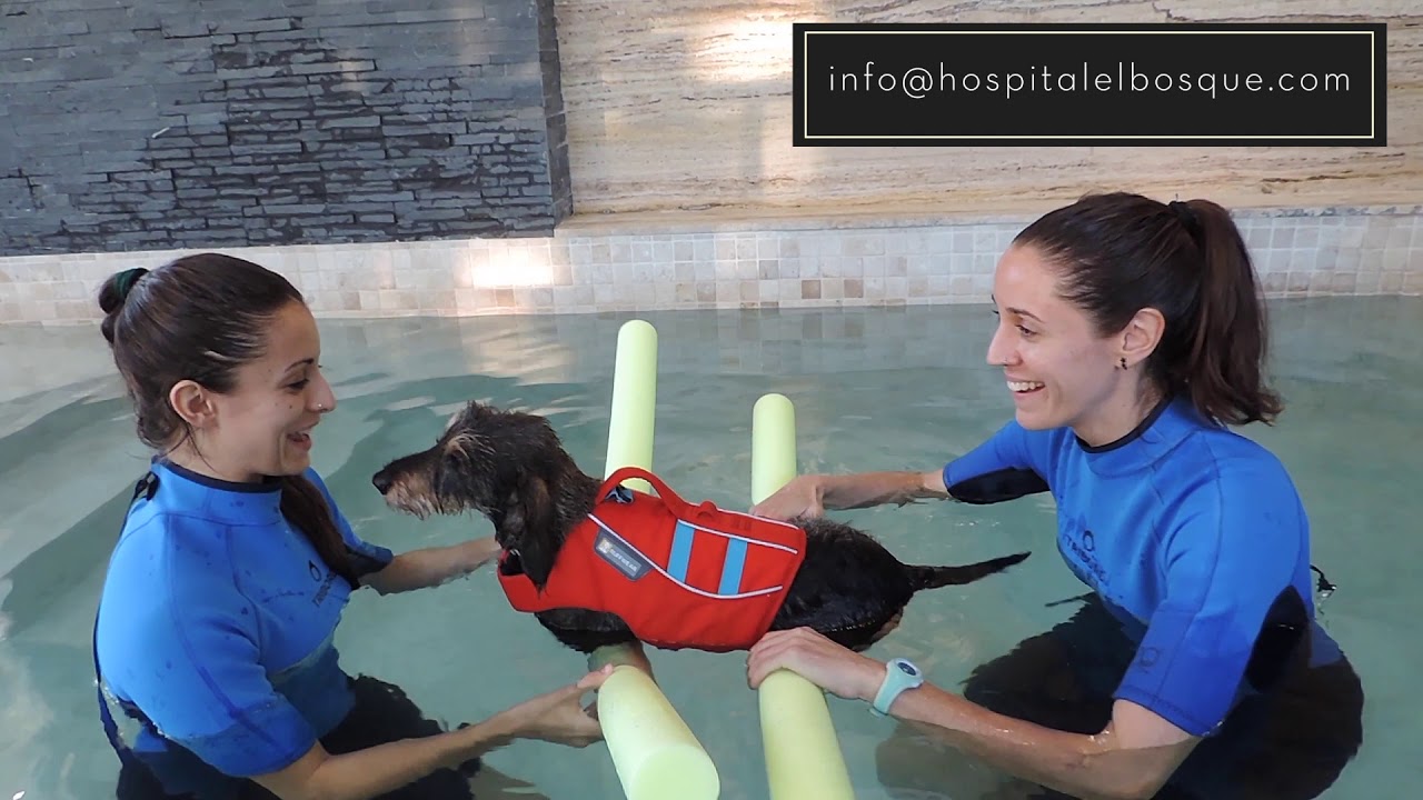 LA HIDROTERAPIA Y SUS BENEFICIOS 🐶💦 - Rehabilitación veterinaria