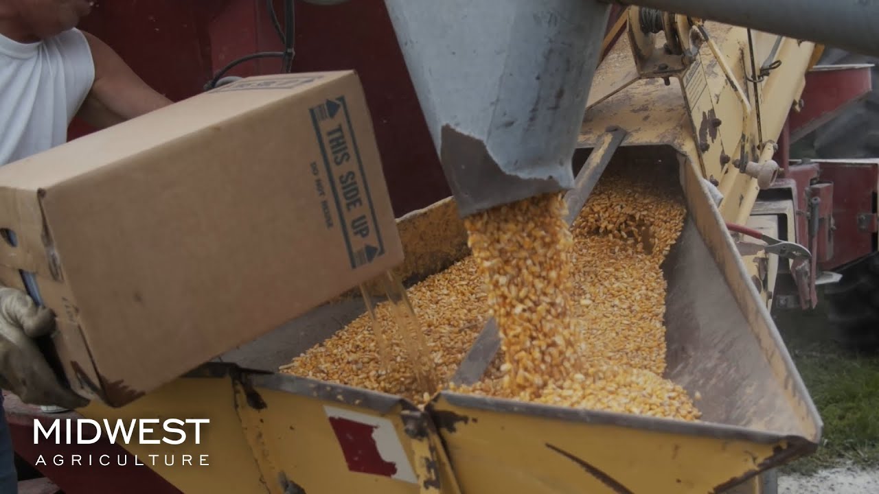 Grinding Cattle Feed & Filling Creep Feeders