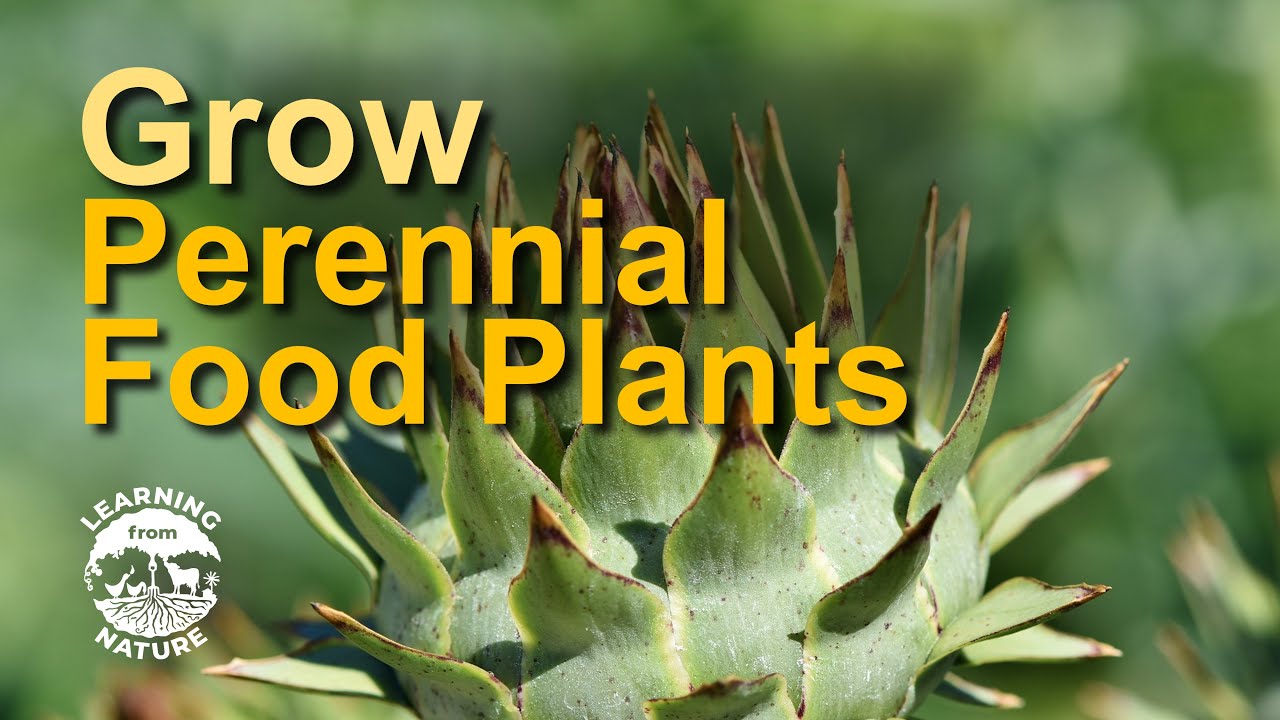Creating the PERFECT Perennial Vegetable Garden in Australia
