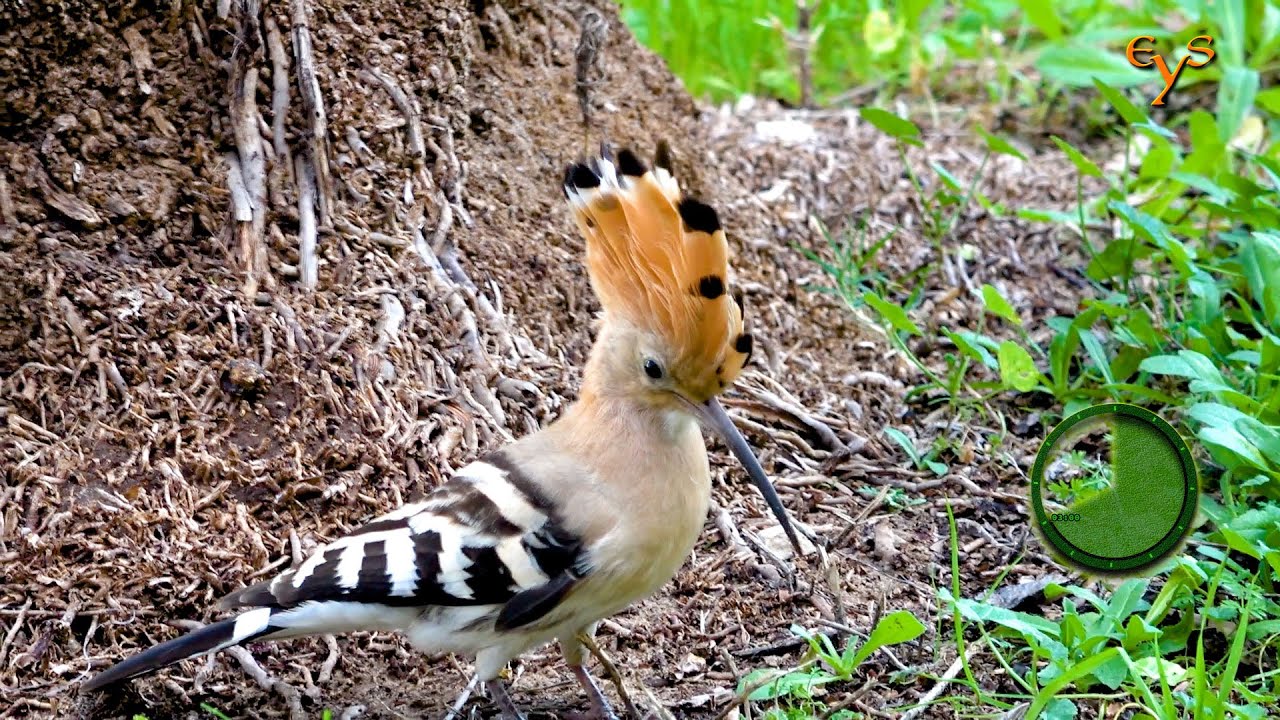 The Eurasian Hoopoes and Comon Mynas in Kiryat Yam
