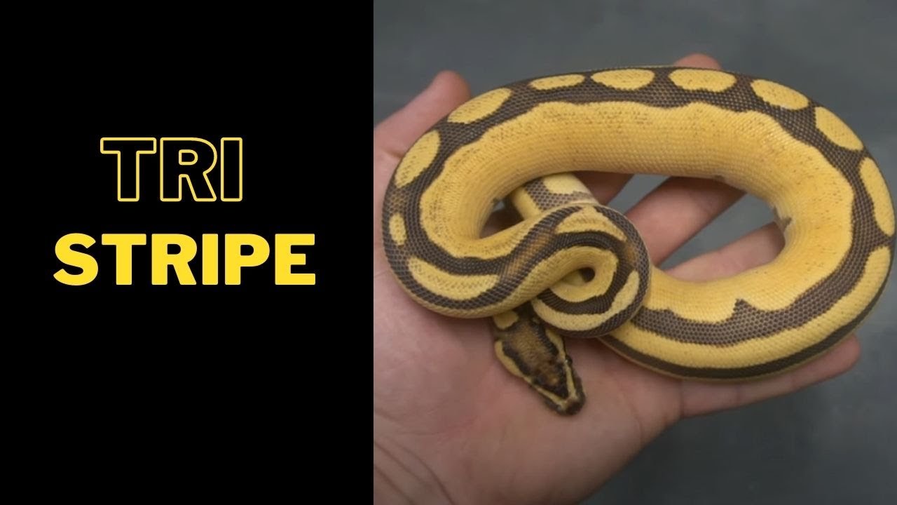 Tristripe Madness!!! RCR