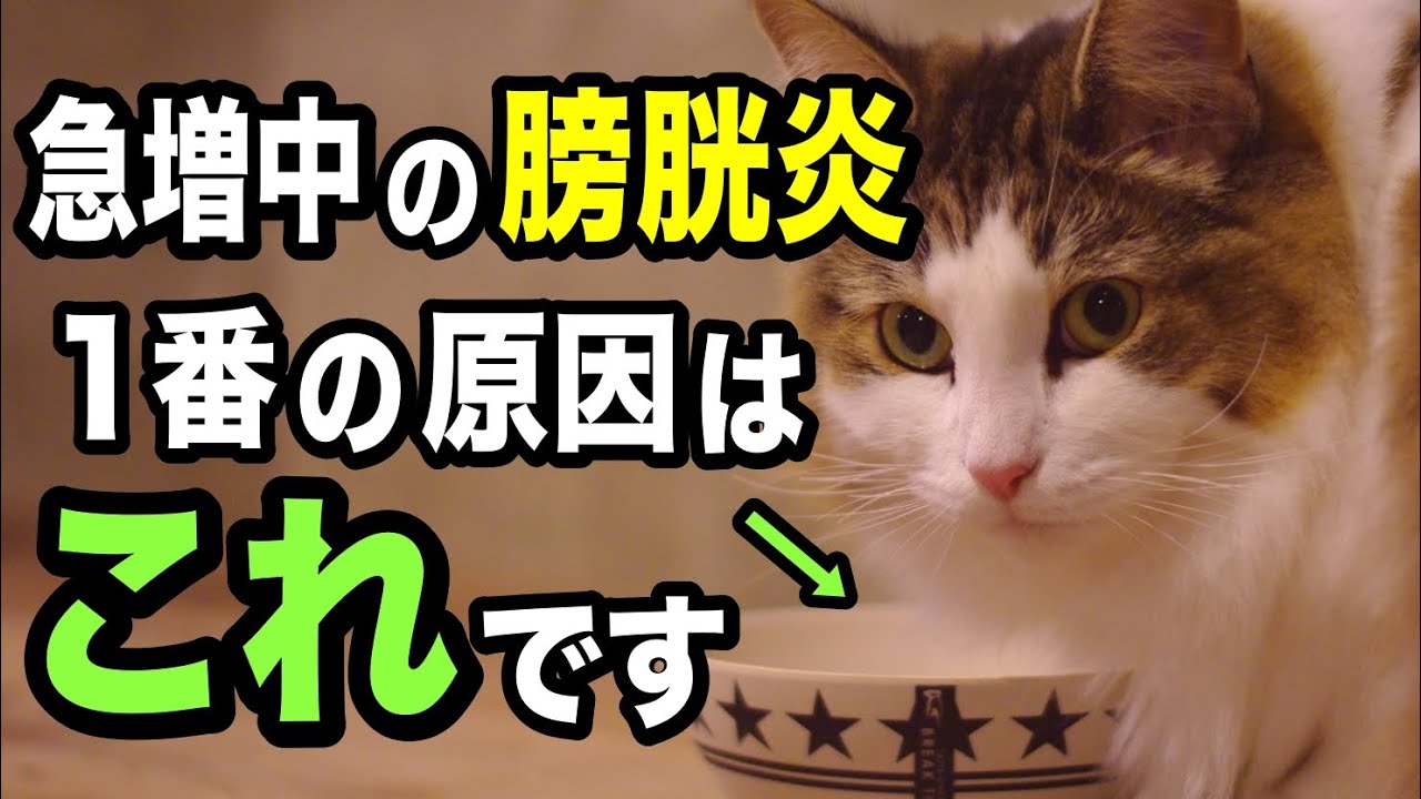 【急増中】猫の膀胱炎の1番の原因を獣医師が解説します
