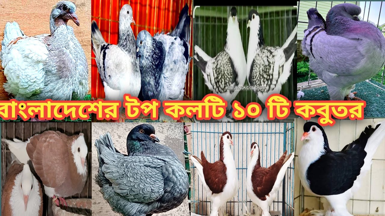 বাংলাদেশের সবচেয়ে টপ কোয়ালিটি ১০ টি কবুতর বিক্রি হবে কিং লাহুরি  মুন্ডি 