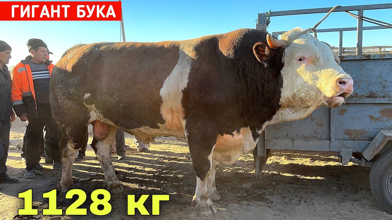 ГИГАНТ БУКА 125 МИЛИОН СУ́М РЕКОРД БОЗОРДА ЯГОНА УРГАНЧ МОЛ БОЗОРИ 5-ОКТЯБР !!! ХОРАЗМ БОЗОР 