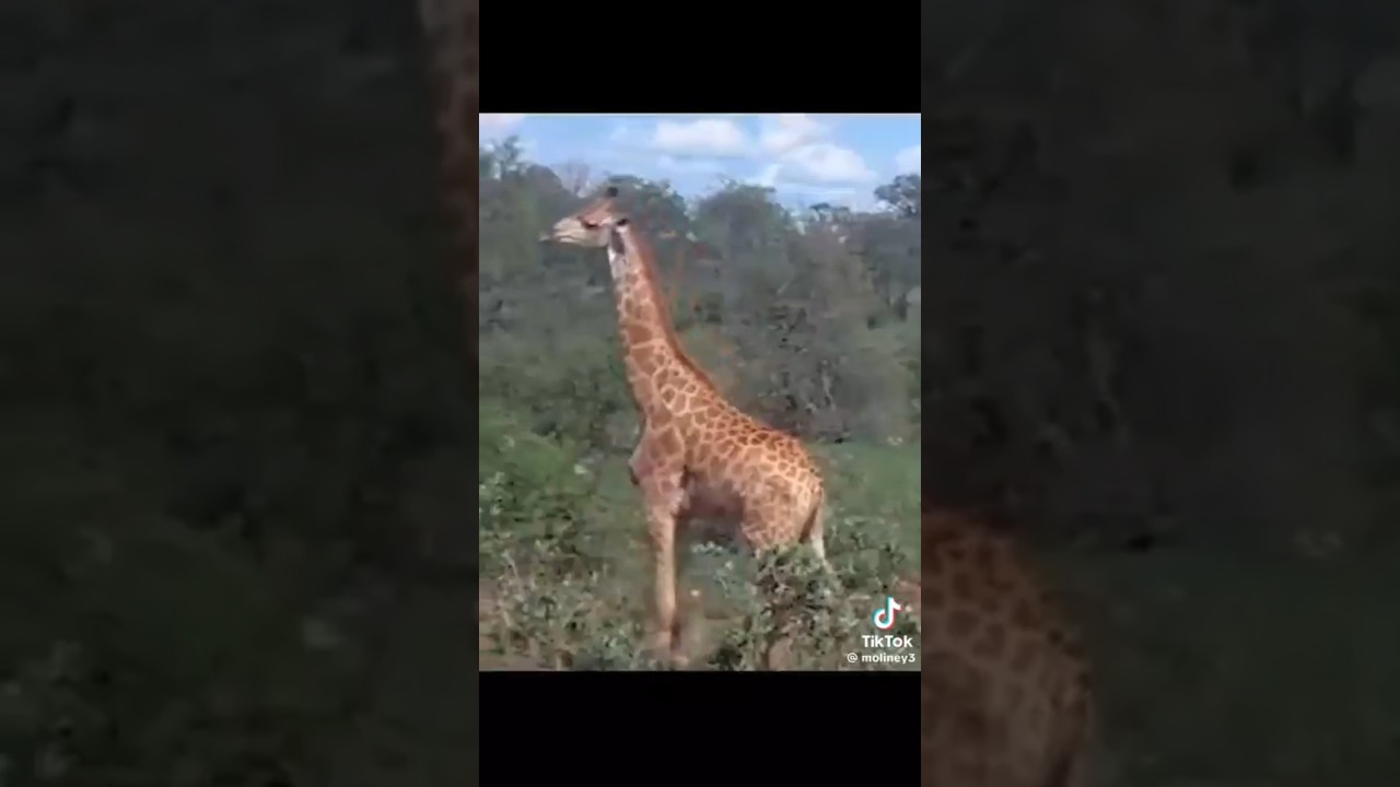 Animales con la embriaguez #viralvideo #memes #animals #frutas