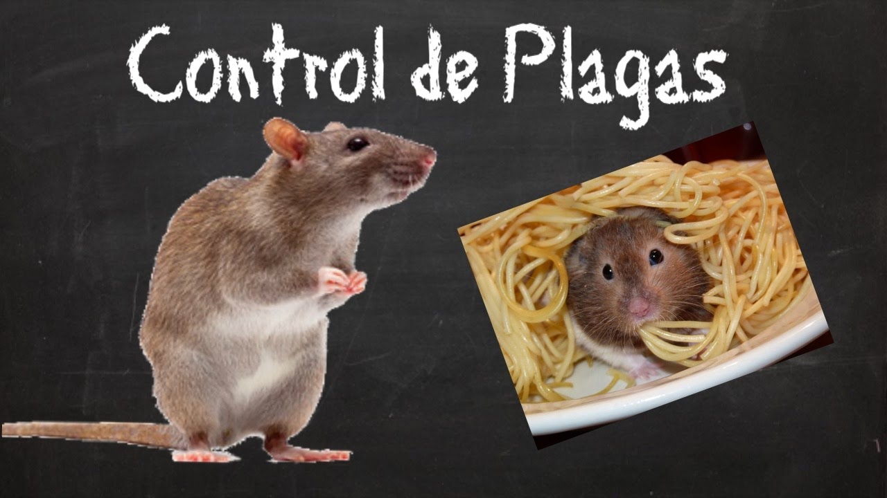 Control de plagas en la industria Alimentaria