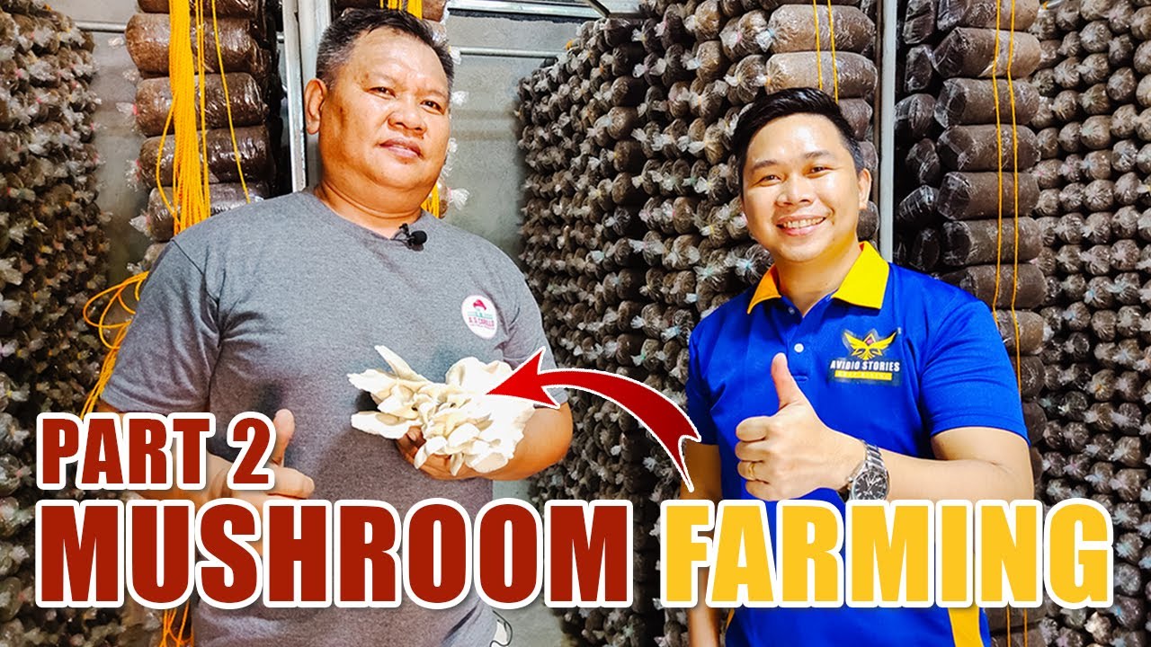 MUSHROOM FARMING (PART 2) | BUHAY AY BUMUTI, DAHIL SA PAGKAKABUTE: A SUCCESS STORY OF MR. CARILLO