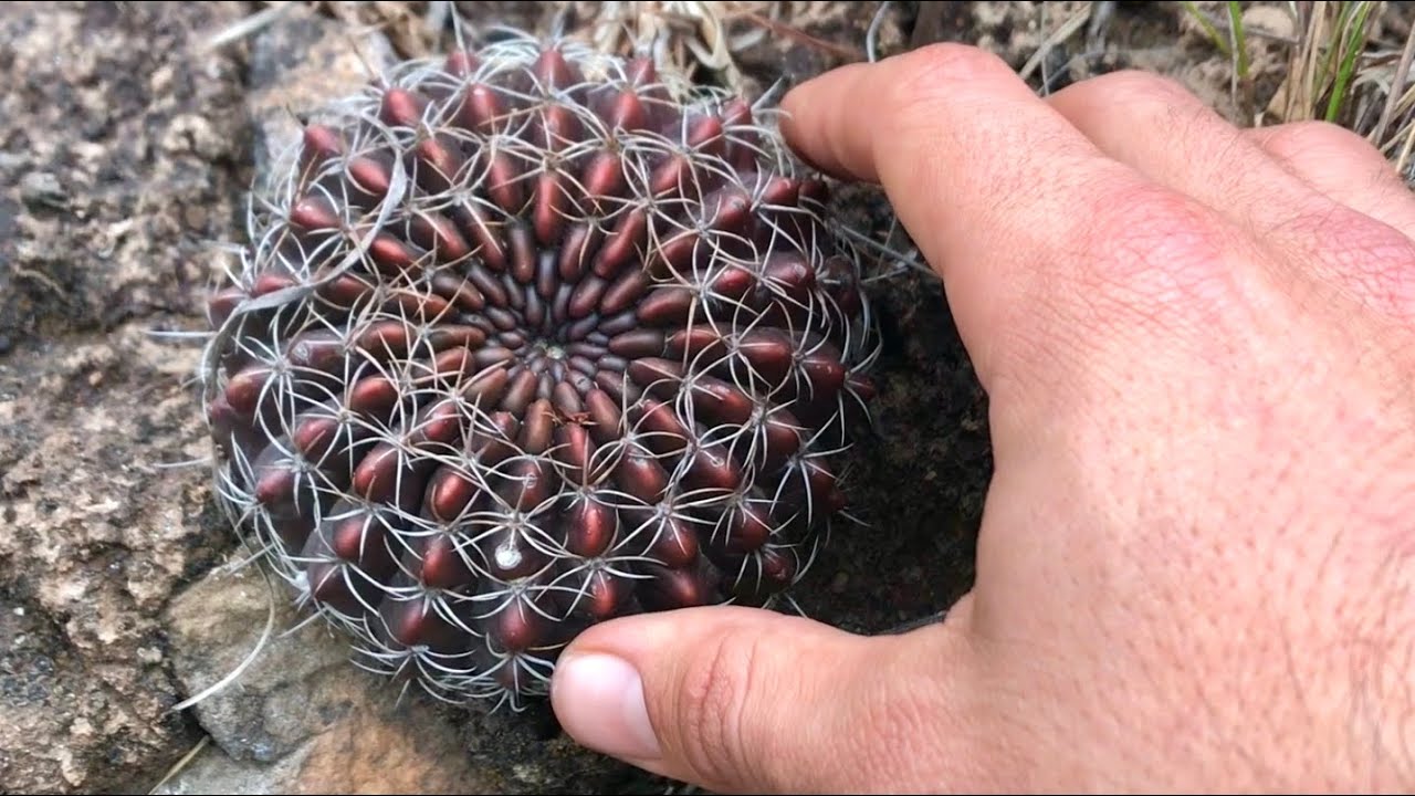 CACTUS del CERRO | Echinopsis ancistrophora en HÁBITAT | Flora Argentina