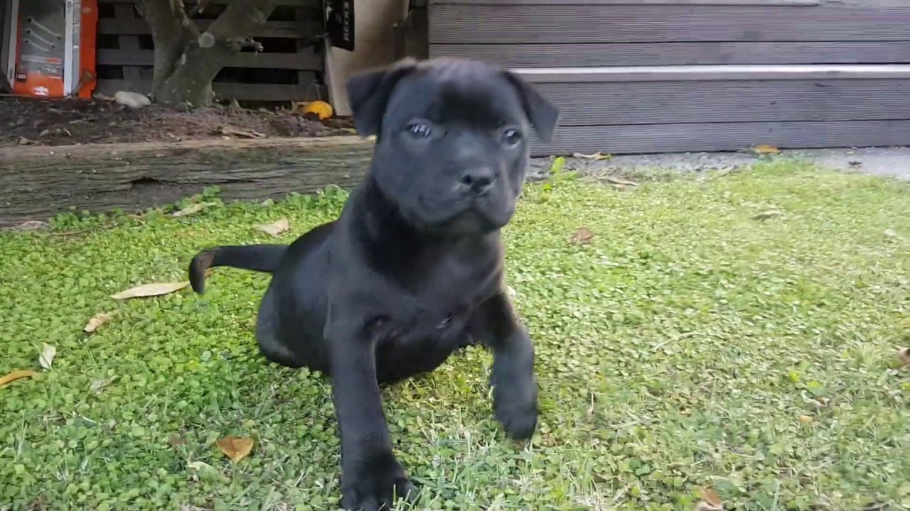 8 week old Staffy Puppy