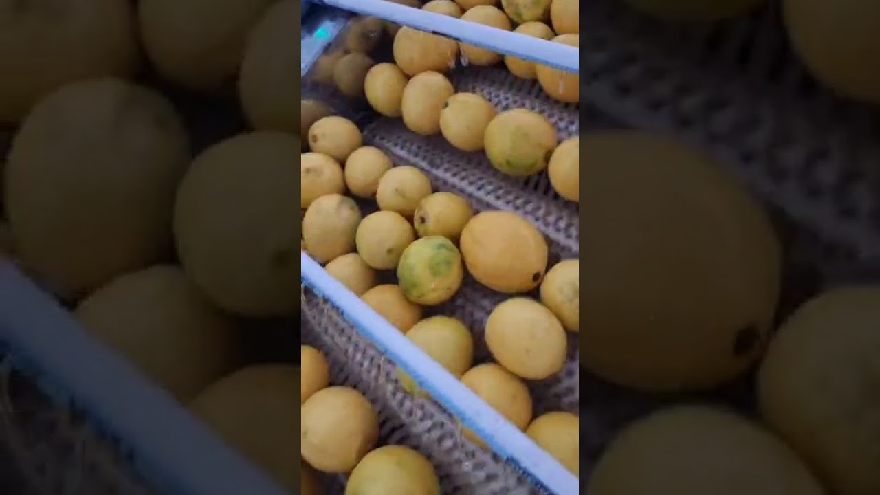 penanganan pasca panen jeruk. lemon poktan albarokah desa tugu mukti cisarua