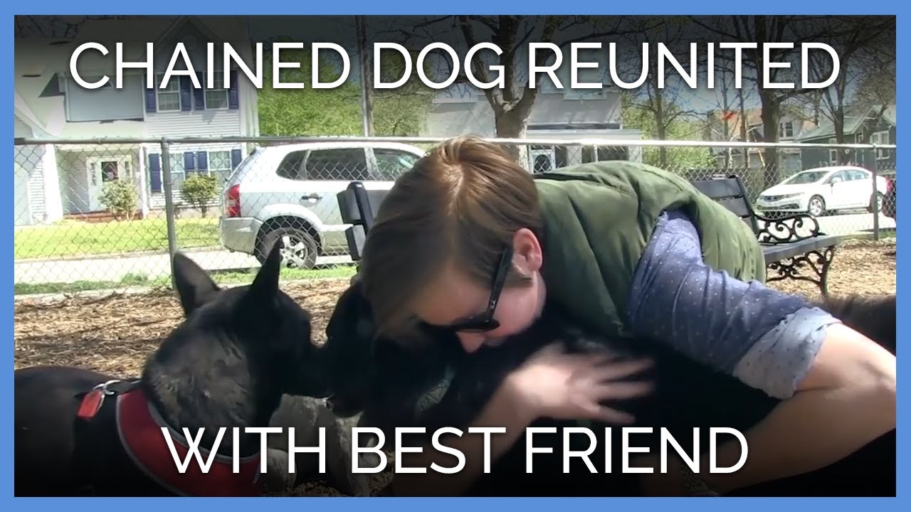 Chained Dog Reunited With Best Friend After Years Apart | PETA Animal Rescues