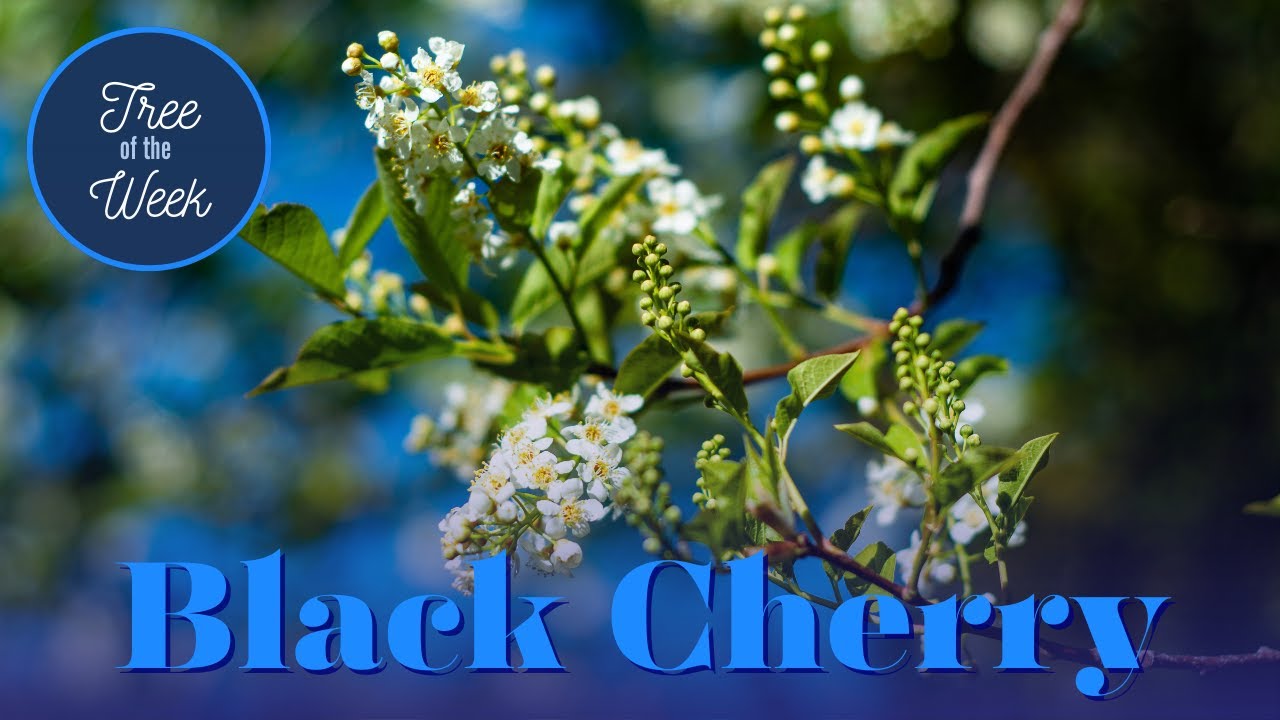 Tree of the Week: Black Cherry