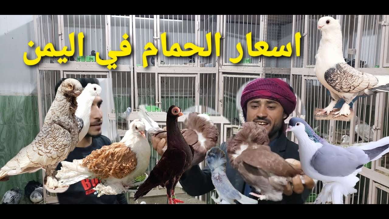 اسعار الحمام في اليمن وترقبو الفيدوهات القادمه الي الافضل