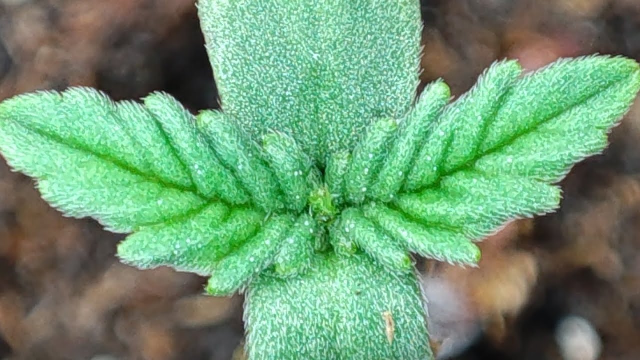 17 plantas con salud y ganas de dar guerra.Critical mass de @mrniceseedsbank