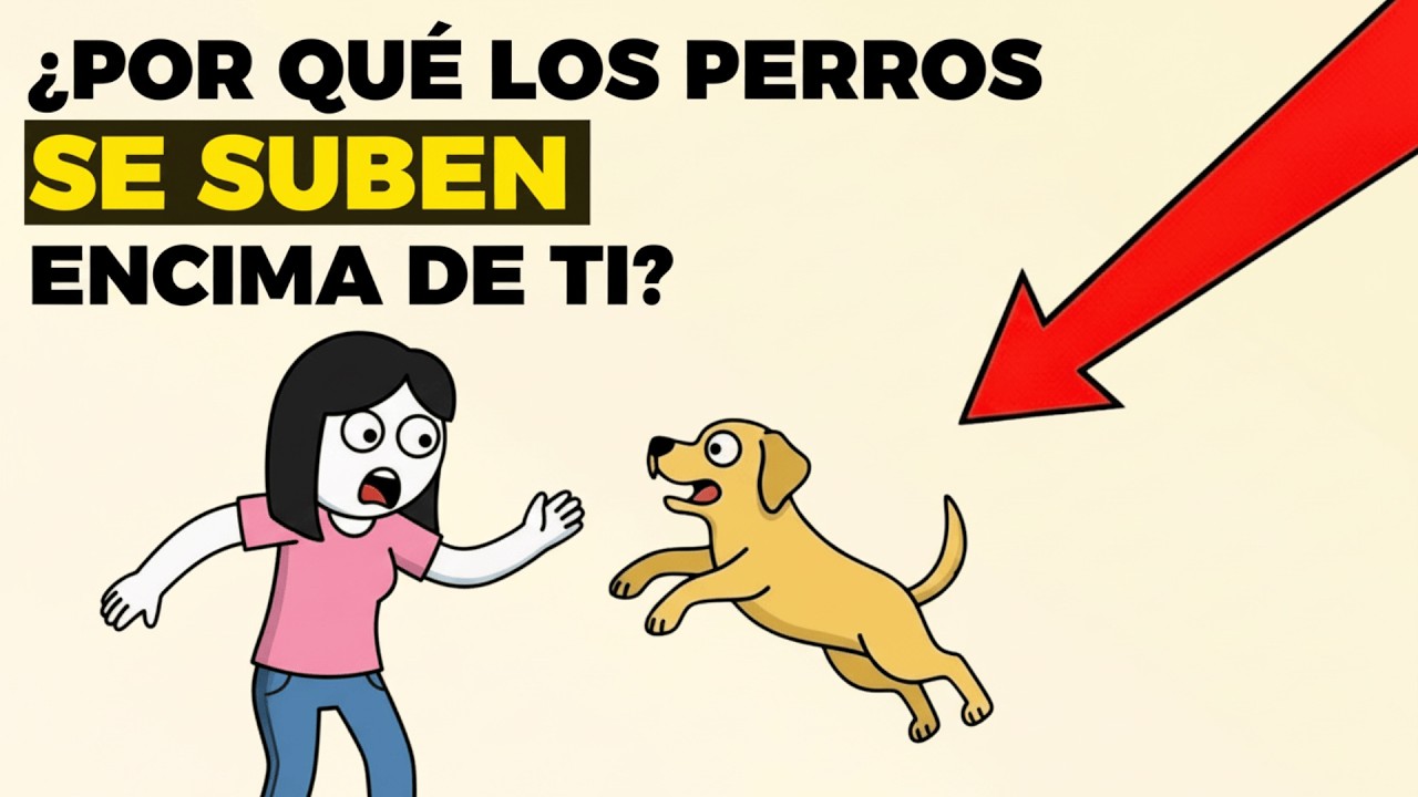 Psicología de los Perros que Saltan Sobre sus Dueños (Lo que Realmente Significa)