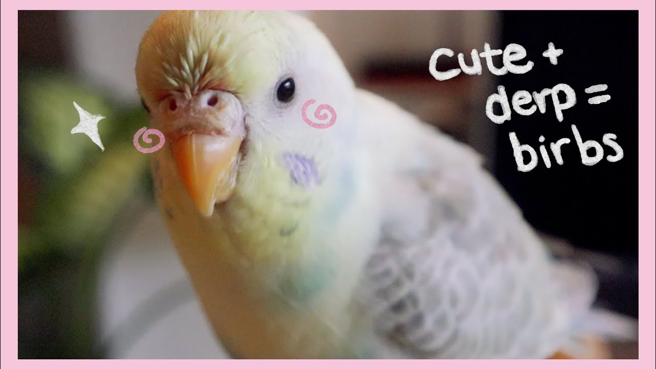 Derp + Cute Budgie Moments | Casual Playtime 🐤