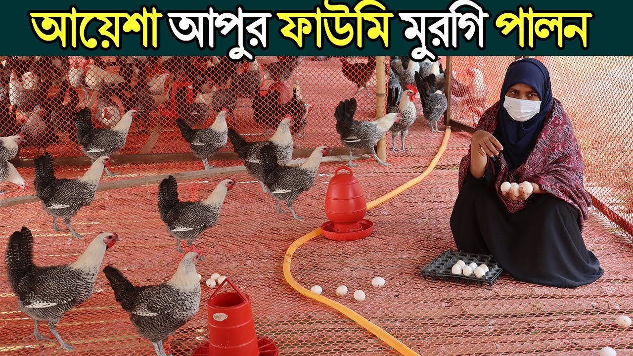 স্কুল শিক্ষিকা আয়েশা আপুর ফাউমি মুরগি পালন।পানির ওপরে ফাউমি মুরগি পালনে লাভ বেশি। Fowomi morgi