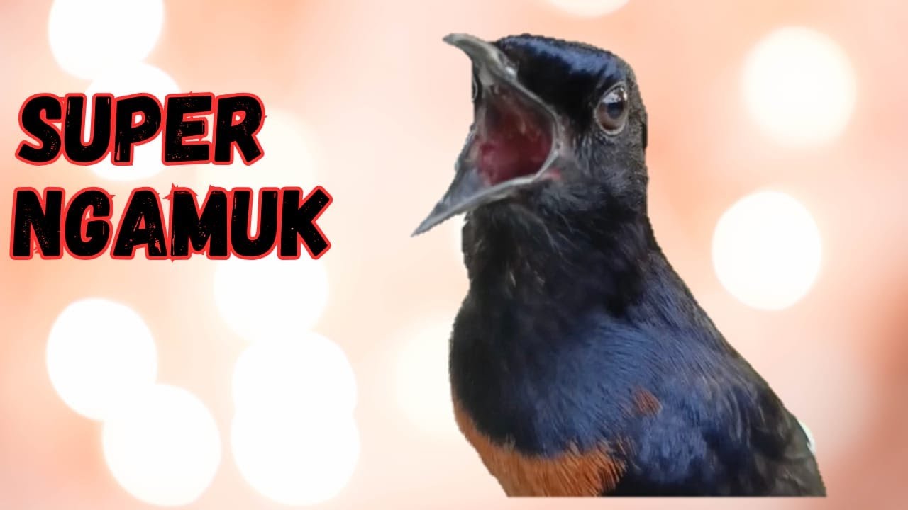 💥MURAI BATU GACOR AMPUH BUAT PANCINGAN MURAI BATU SEKALI DENGAR LANGSUNG CEPAT BUNYI