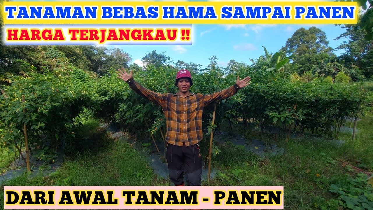 OBAT HAMA TANAMAN CABE DARI AWAL SAMPAI PANEN | INSEKTISIDA TANAMAN CABE DARI AWAL SAMPAI AKHIR