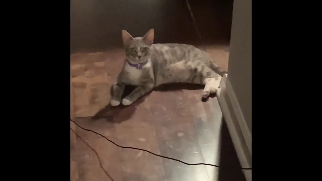 Kittenjoy