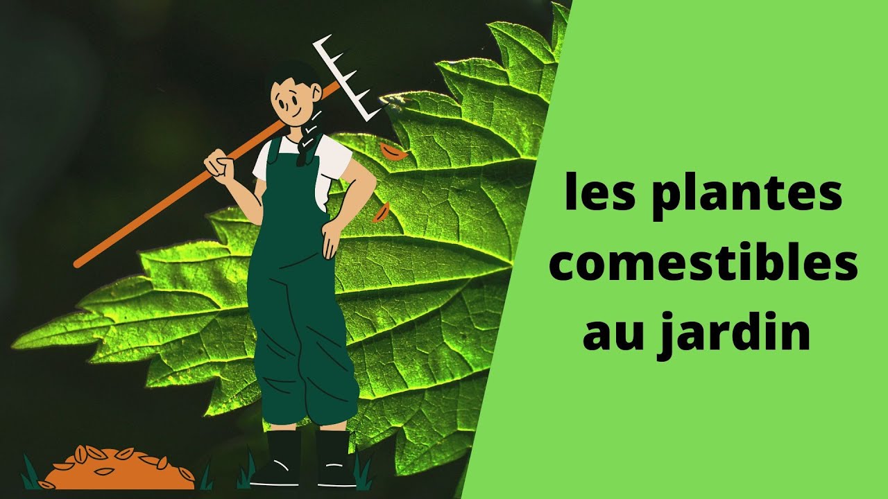 plantes comestibles au jardin