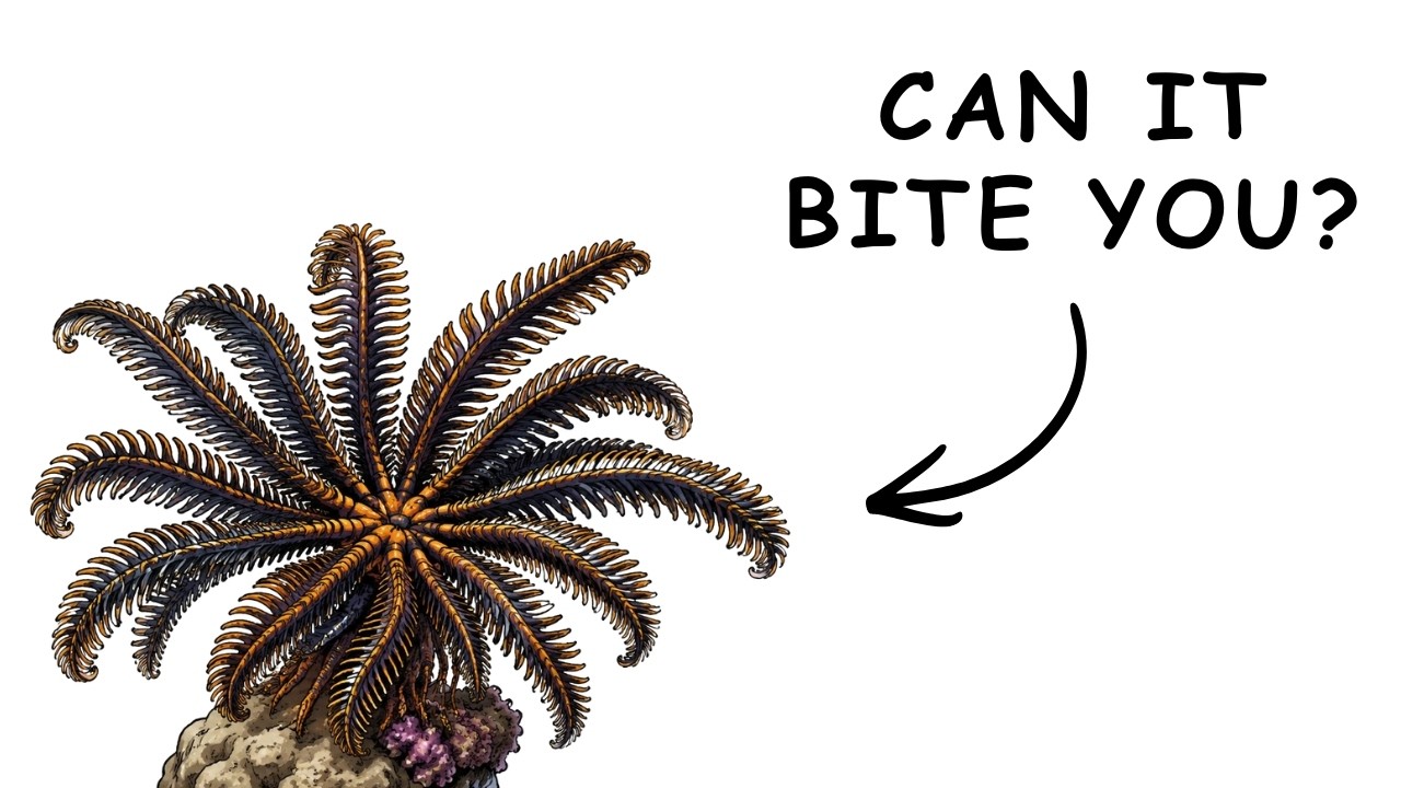 Why It Sucks To Be Born As a Feather Star ?