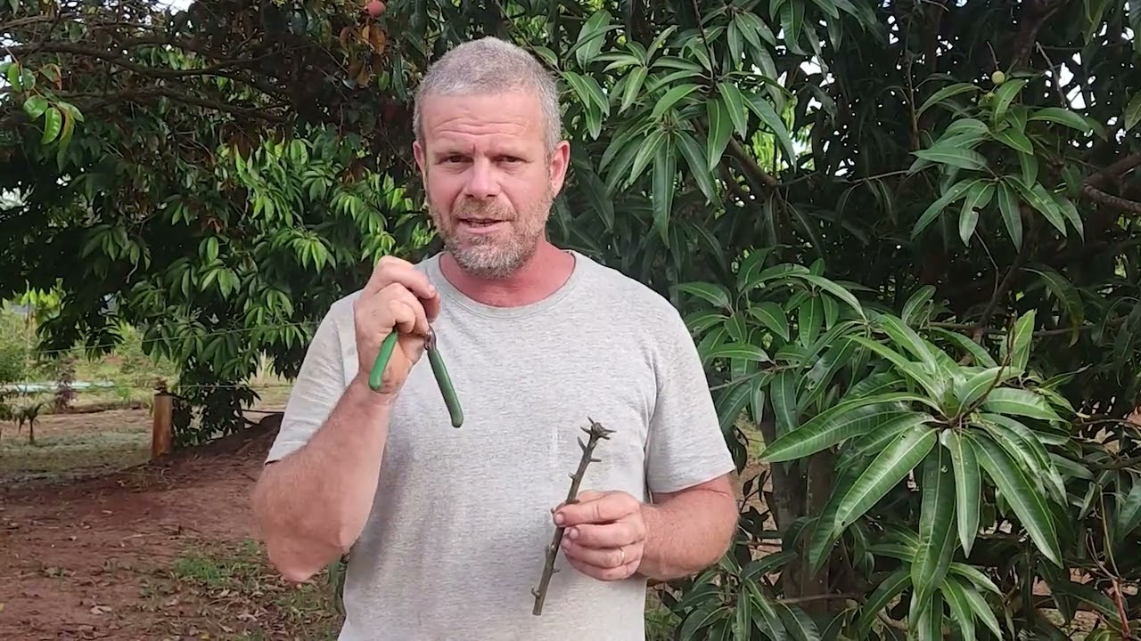 INTRODUÇÃO A ENXERTIA, A COLETA DAS BORBULHAS!