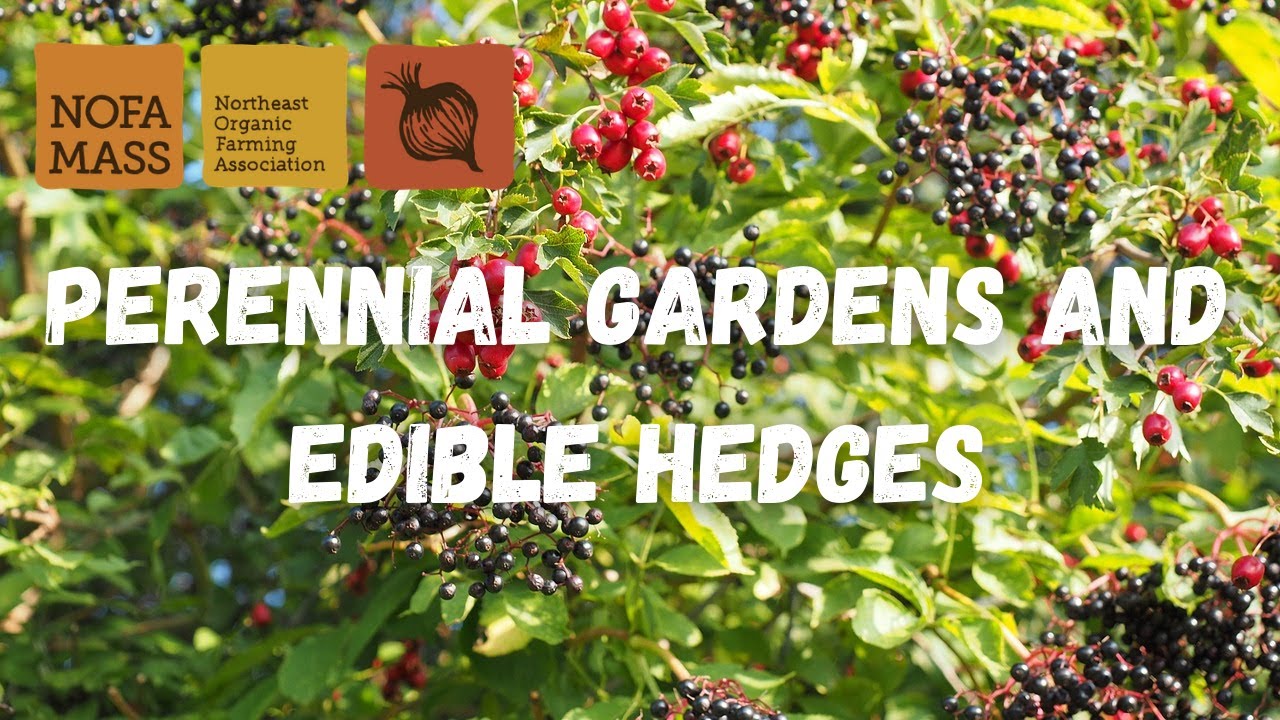 Perennial Gardens and Edible Hedges with Ruth Green (Resilient Garden Series)