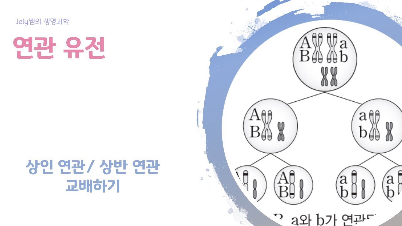연관 유전? 독립유전? 뭐가 다르지?