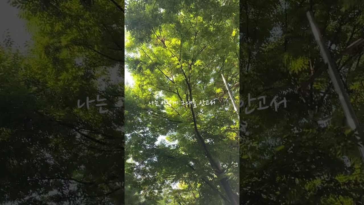 EVERGREEN - PlaSid