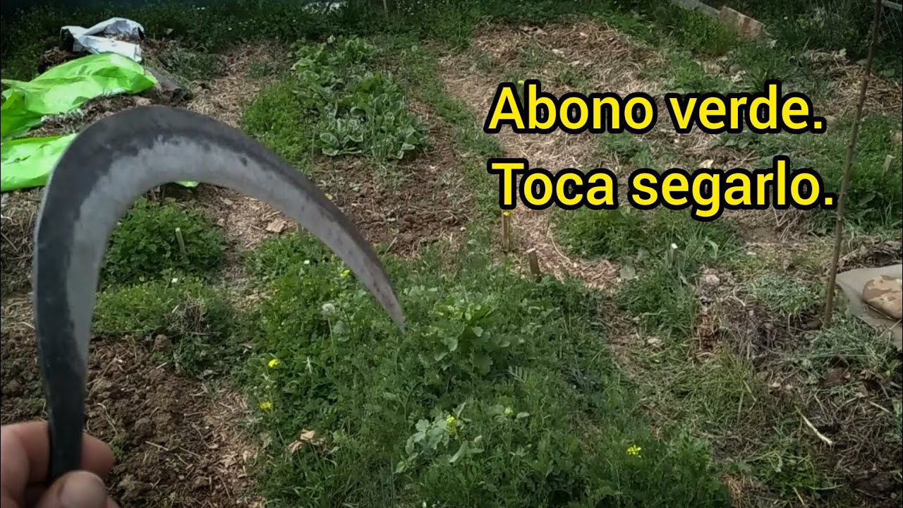 Abono verde. Toca segarlo.