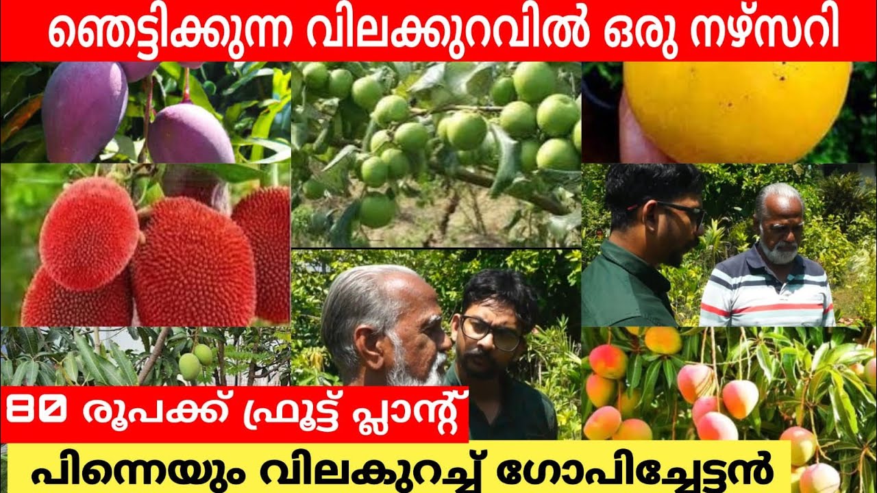 ഞെട്ടിക്കുന്ന വിലക്കുറവ് ഇത് കേരളത്തിൽ ഇവിടെ മാത്രം | kallada gardens|Exotic Fruit Nursery in Kerala