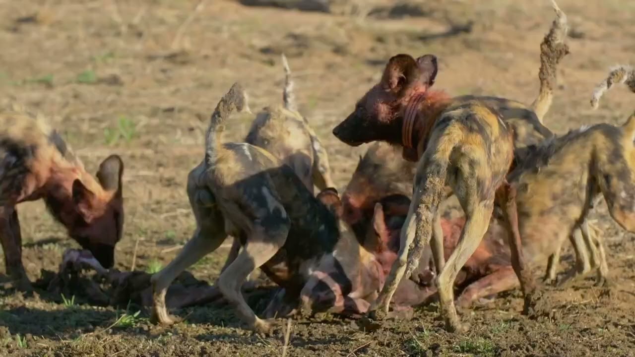 Consumidores y descomponedores en la naturaleza