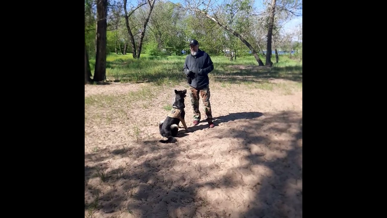 Дрессировка немецкой овчарки. Гильза 1г. #dog  #germanshepherd #k9  #k9training #doglife #doglove