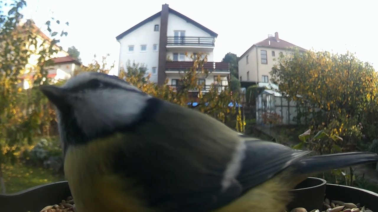 Birds 88
