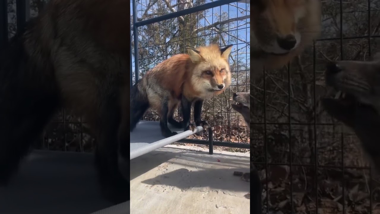 Milo and Elly fox enjoy some snacks! #fox #foxsounds #foxes