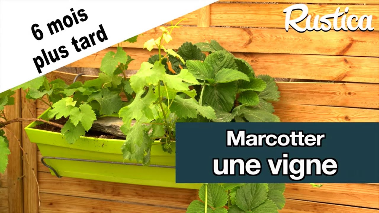 Marcotter une vigne dans une jardinière : le résultat 6 mois plus tard