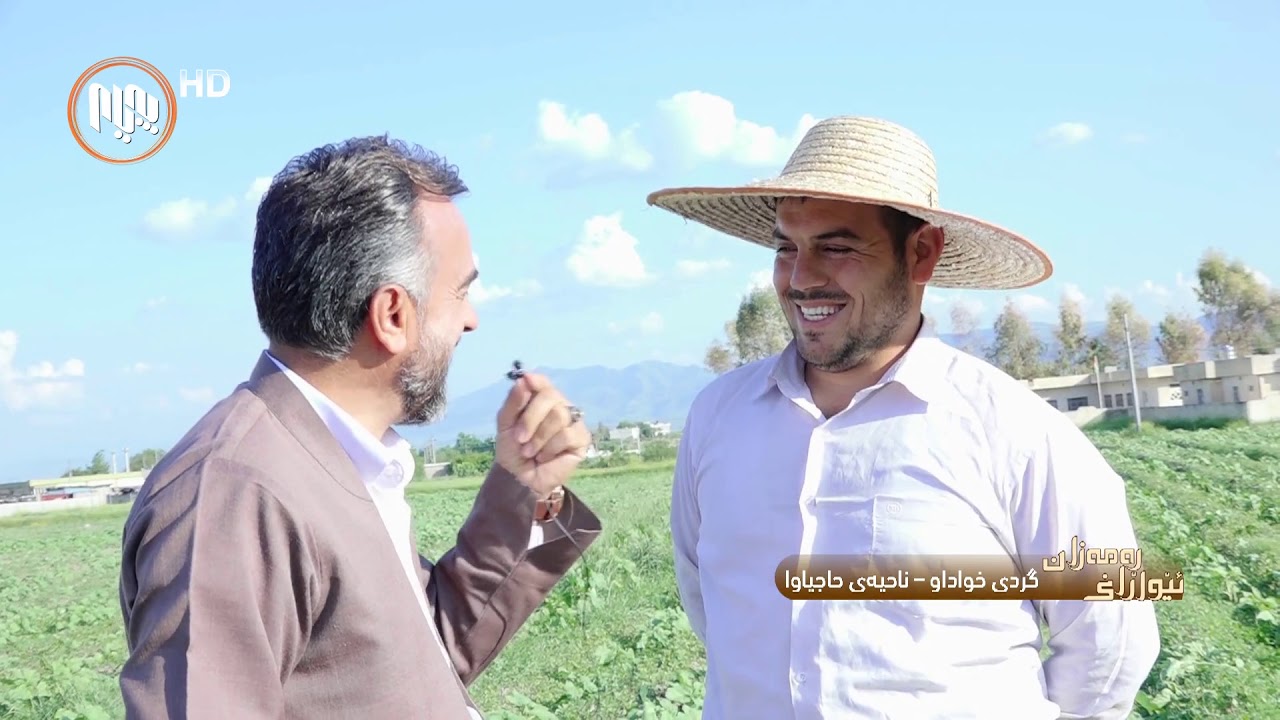 گوڵه&zwnj;به&zwnj;ڕۆژه&zwnj;یان له&zwnj; گوند چاندووه&zwnj; و خه&zwnj;ریكن ته&zwnj;نكه&zwnj; ده&zwnj;كه&zwnj;ن، بزانه&zwnj; چۆن ده&zwnj;یكه&zwnj;ن