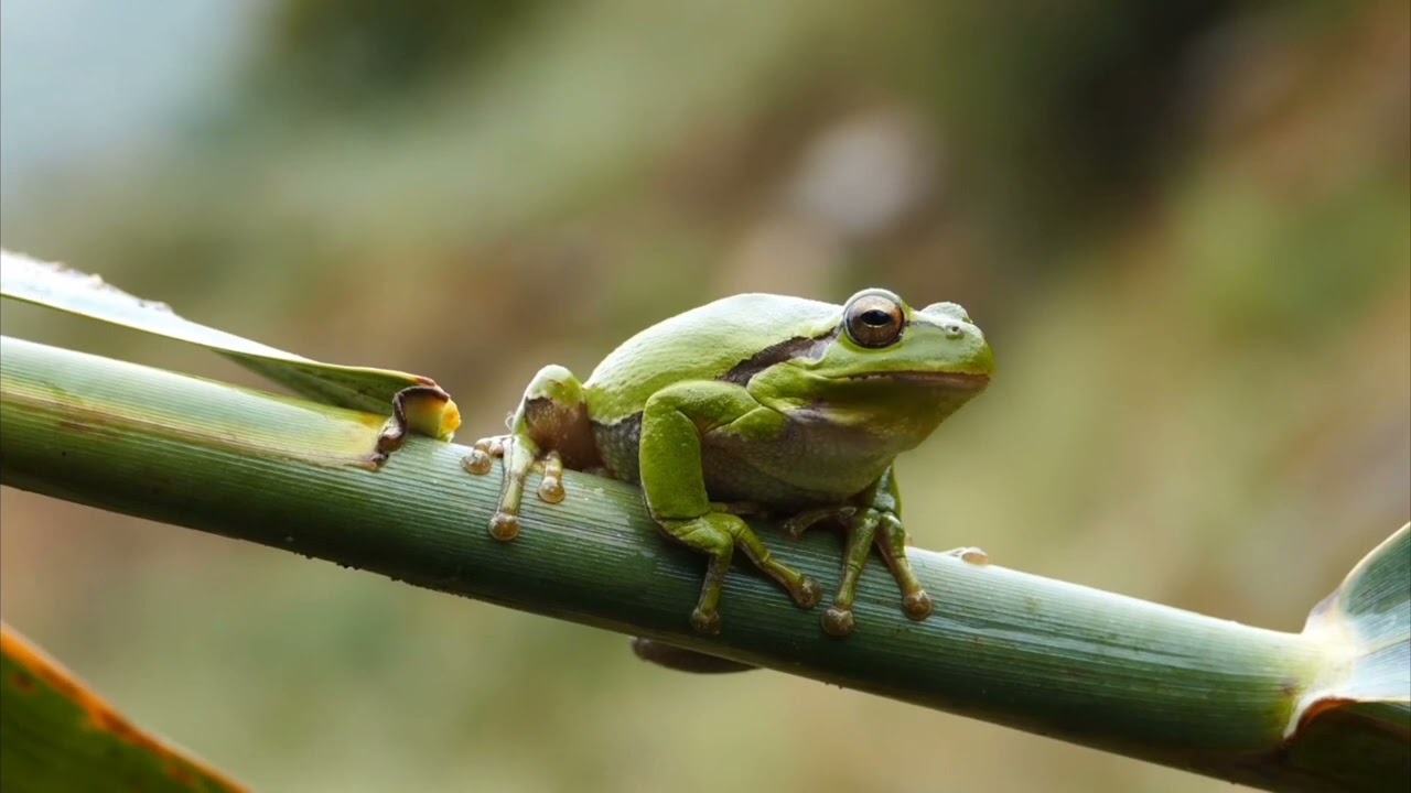 The sounds for relaxation, relaxing noise frog and rain