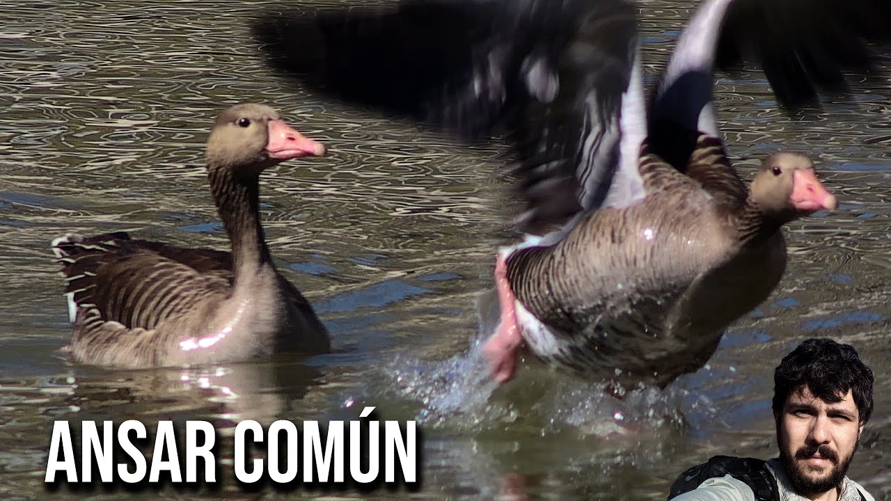 Ansar com&uacute;n 4K (Anser anser) Graylag Goose, Ganso bravo, Oca selvatica,  Oie cendr&eacute;e, Graugans