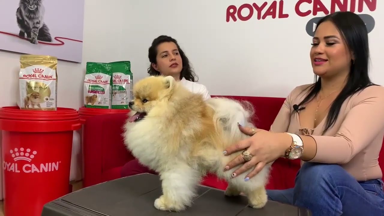 Conozcamos a la raza Pomerania en Royal CaninⓇ Talks