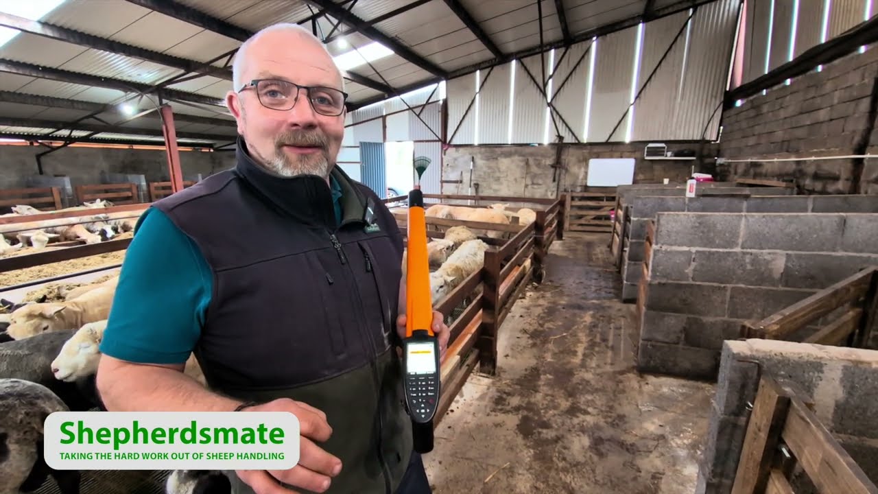 Gallagher HR5 EID Stick Reader Animal Performance Monitoring, linking Lambs to mother